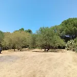 Verdina *